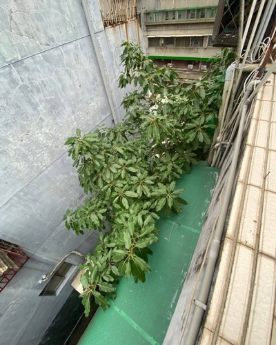 台北吳興街住家樓頂修繕工程, 台北吳興街頂樓修繕防水, 台北吳興街樓頂修繕工程, 台北吳興街頂樓防水, 台北吳興街頂樓修繕, 台北吳興街水泥工程, 台北吳興街頂樓防水, 台北吳興街水泥地鋪面, 台北吳興街地坪水泥粉刷施作, 台北吳興街泥作師傅, 台北吳興街泥作工程, 台北吳興街土水師傅